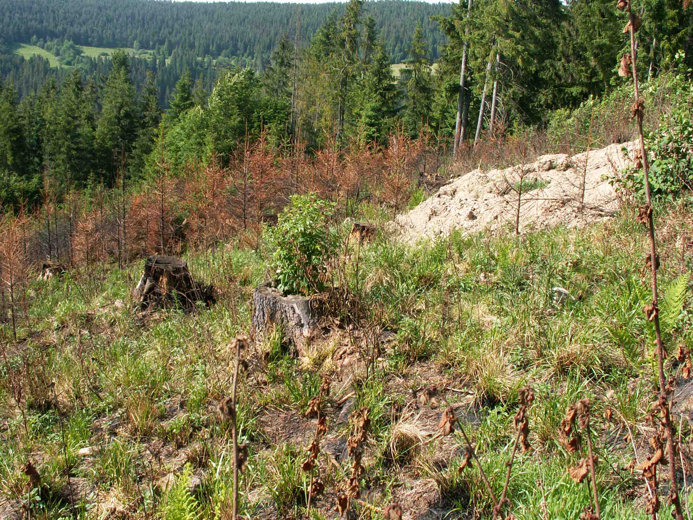 Hájik