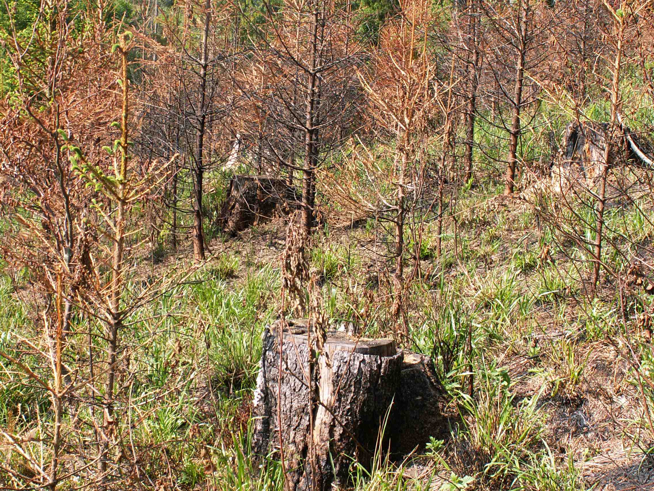 Hájik
