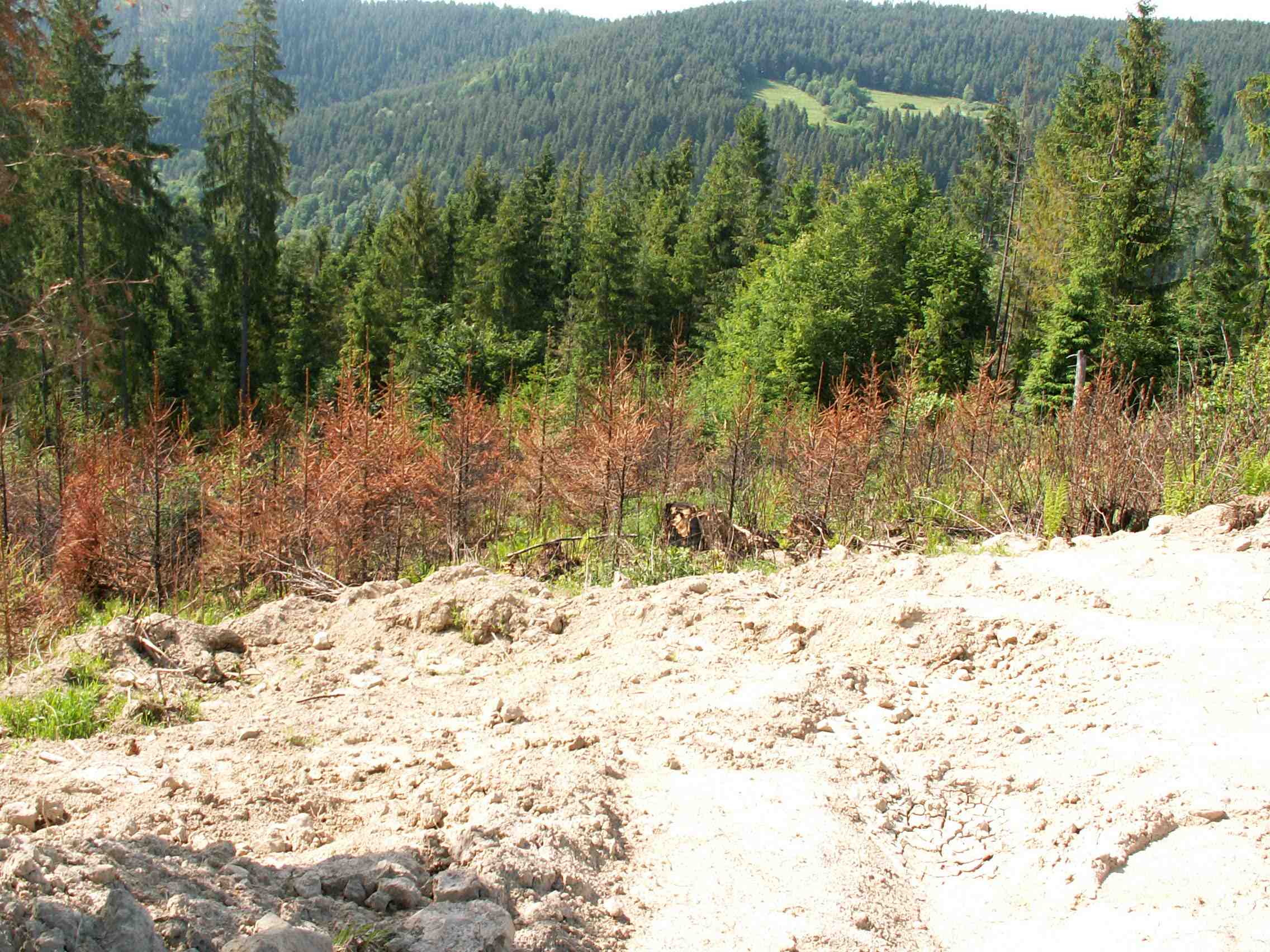 Hájik