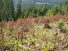 Hájik