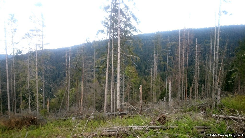Malý Potok kalamita