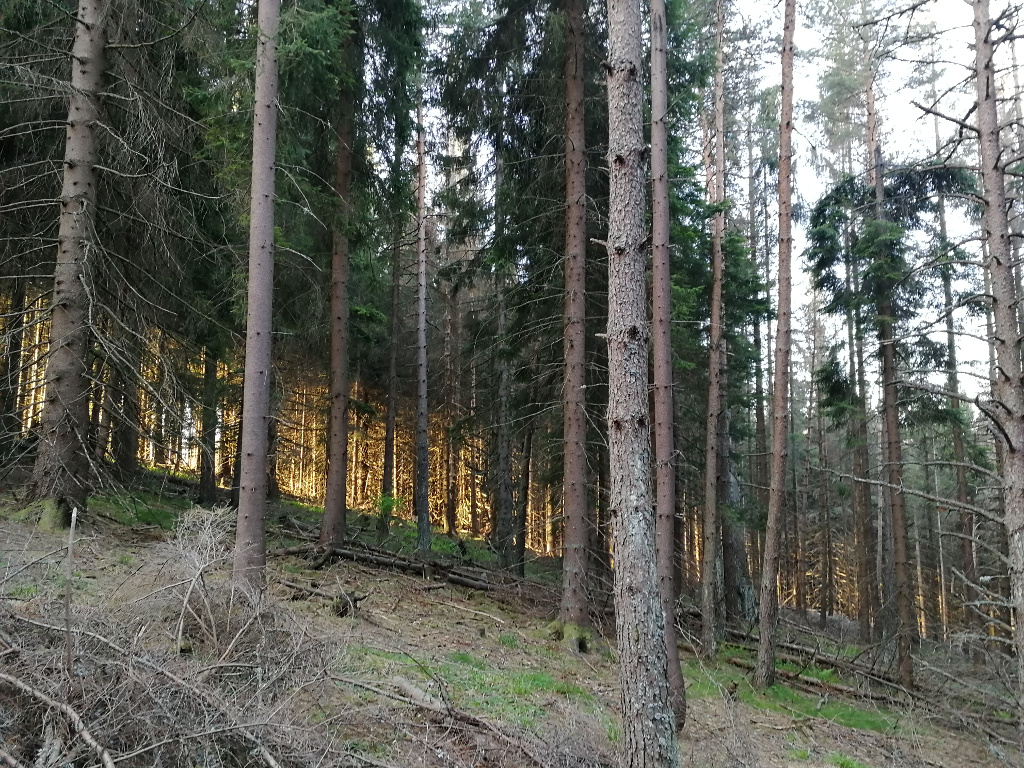 Mnich_2018