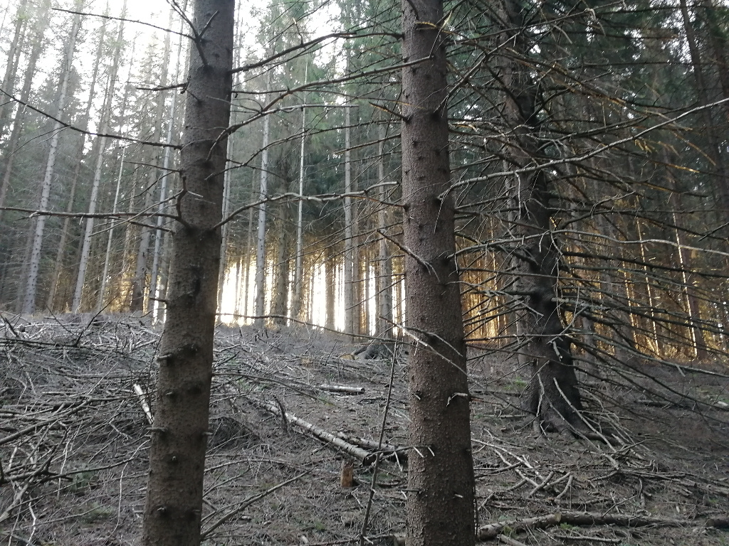 Mnich_2018