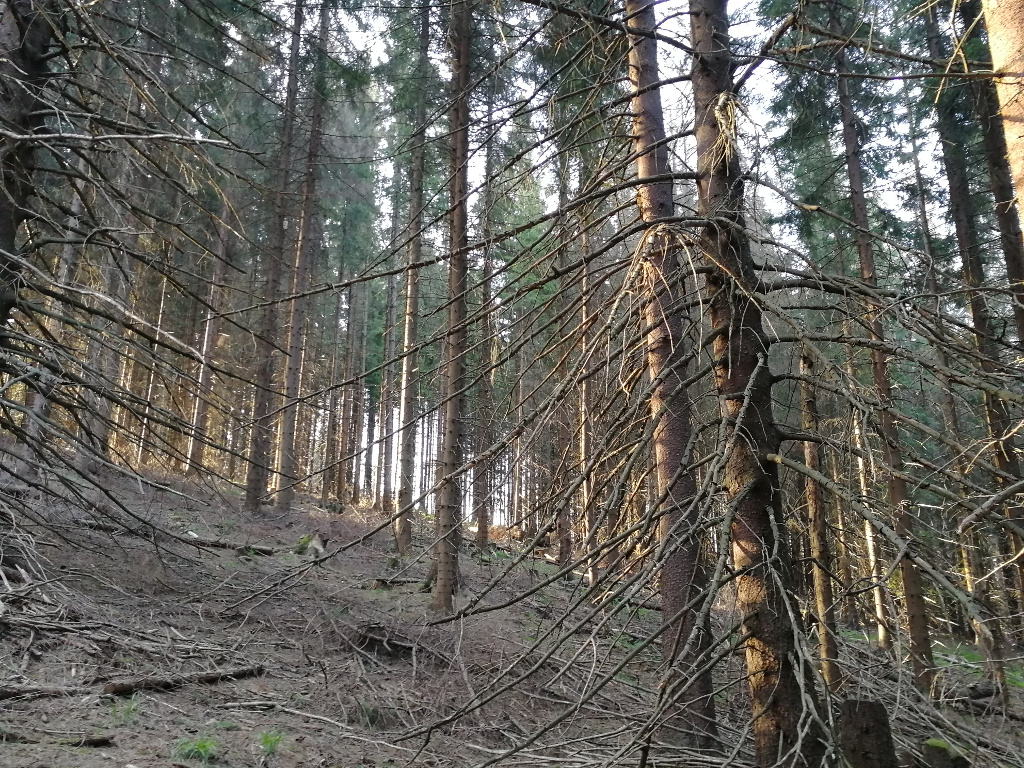 Mnich_2018