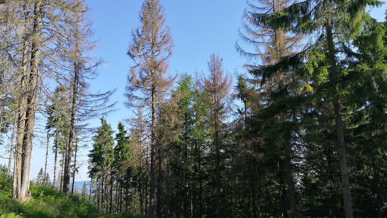 Pod Kopcom 06-2018