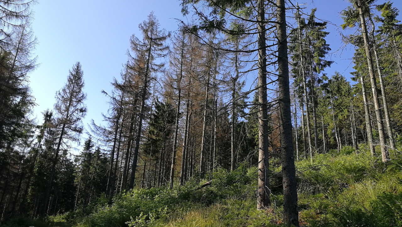 Pod Kopcom 06-2018