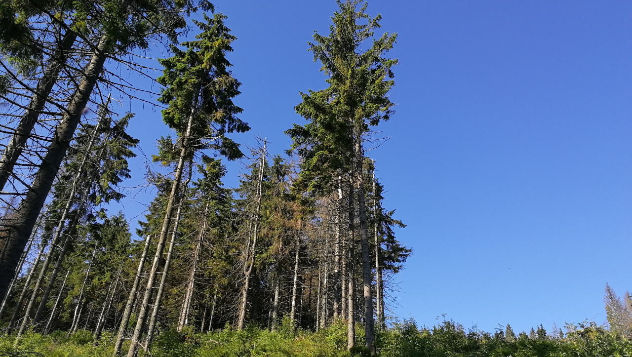 Pod Kopcom 06-2018