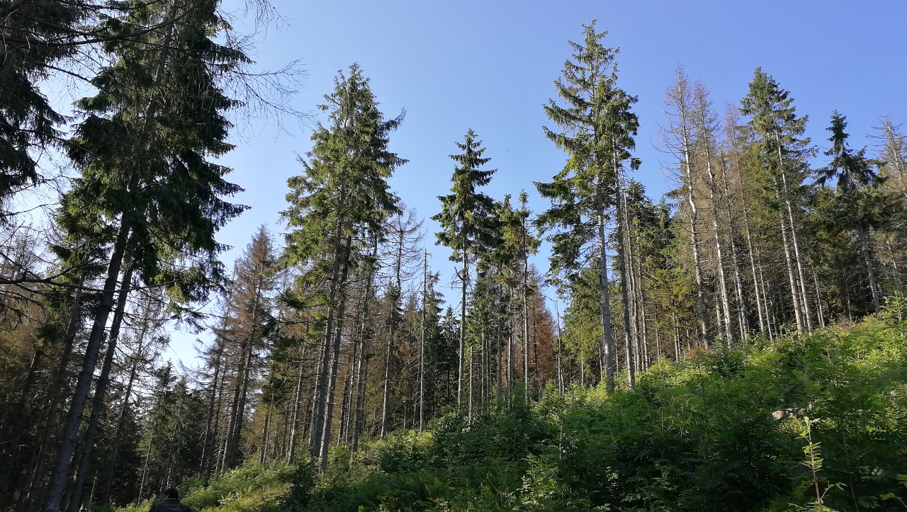 Pod Kopcom 06-2018