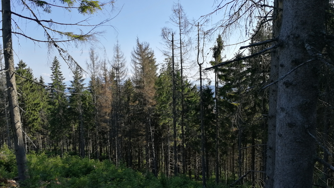Pod Kopcom 06-2018