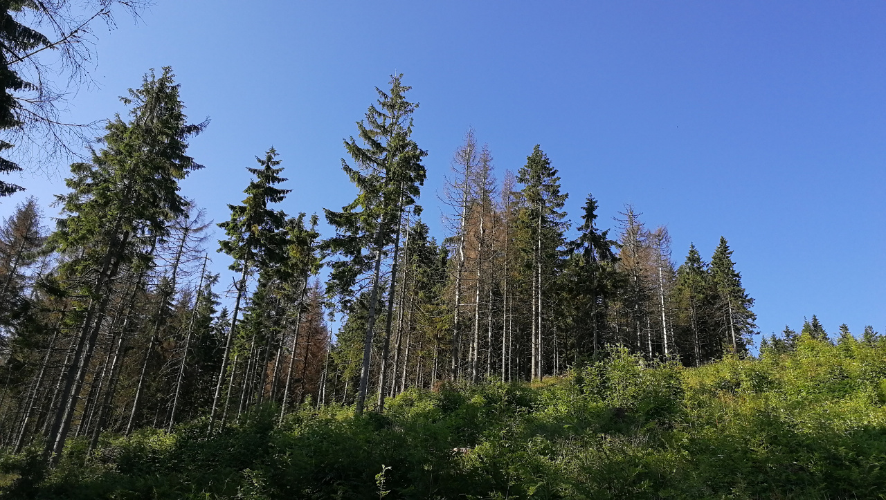 Pod Kopcom 06-2018